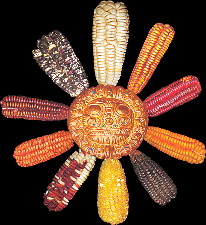 Maíces Peruanos